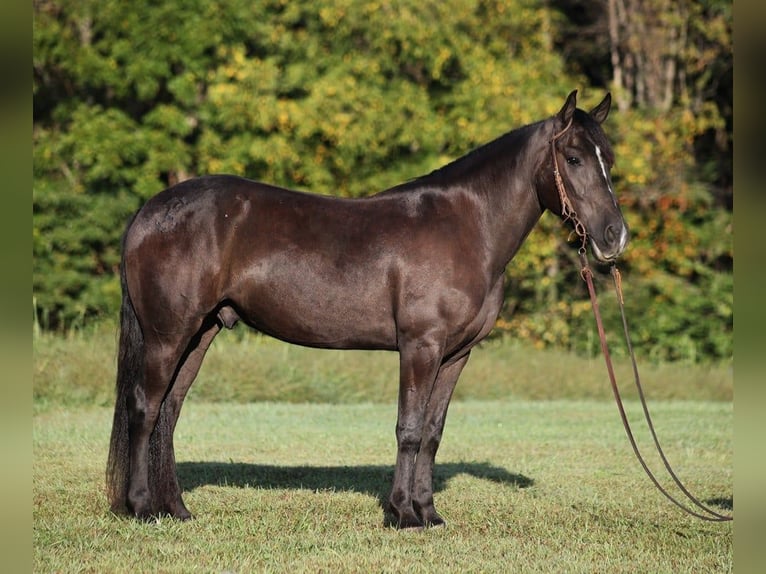 Arbeitspferd Wallach 7 Jahre 150 cm Rappe in Brodhead, Ky