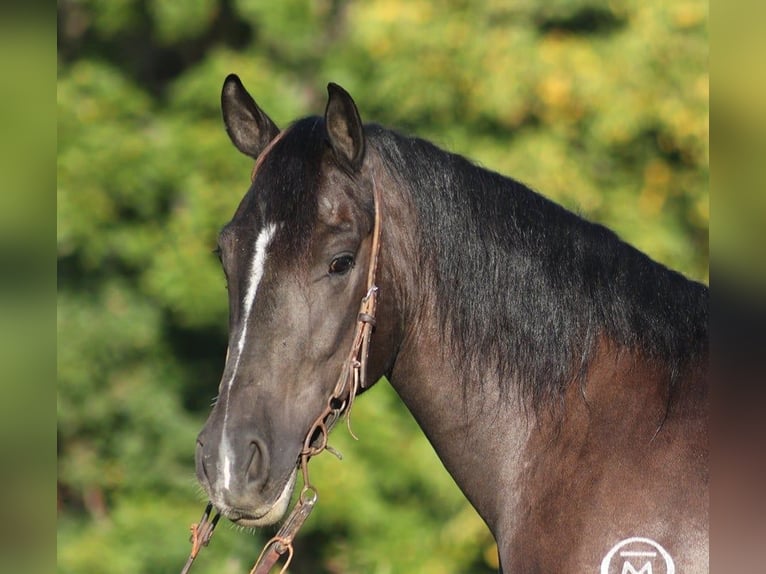 Arbeitspferd Wallach 7 Jahre 150 cm Rappe in Brodhead, Ky