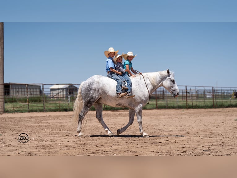 Arbeitspferd Mix Wallach 7 Jahre 150 cm Schimmel in Canyon, TX