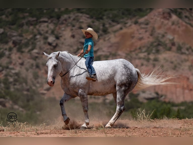 Arbeitspferd Mix Wallach 7 Jahre 150 cm Schimmel in Canyon, TX