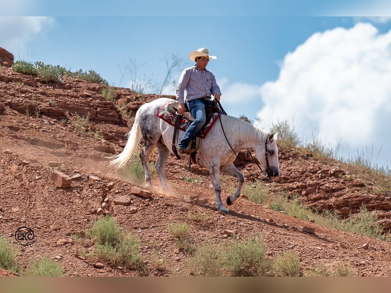 Arbeitspferd Mix Wallach 7 Jahre 150 cm Schimmel in Canyon, TX