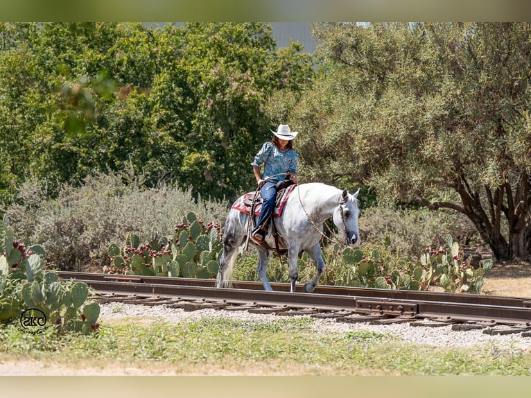 Arbeitspferd Mix Wallach 7 Jahre 150 cm Schimmel in Canyon, TX