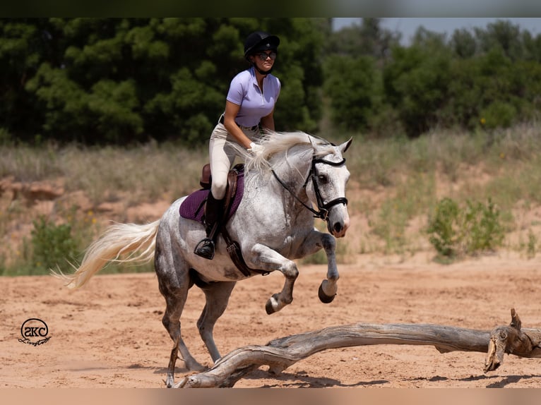 Arbeitspferd Mix Wallach 7 Jahre 150 cm Schimmel in Canyon, TX