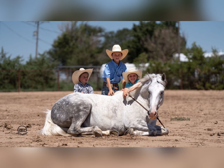 Arbeitspferd Mix Wallach 7 Jahre 150 cm Schimmel in Canyon, TX