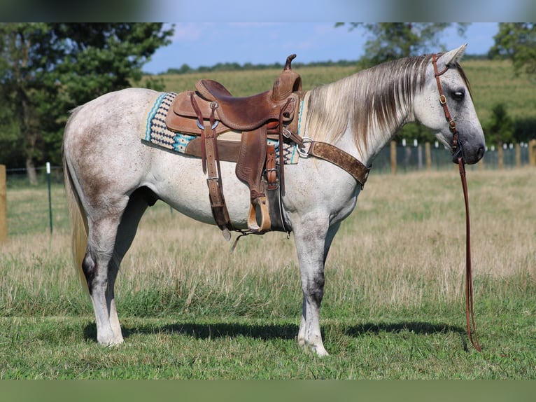 Arbeitspferd Wallach 7 Jahre 152 cm Apfelschimmel in Sonara KY
