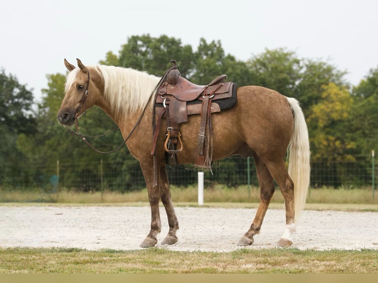 Arbeitspferd Wallach 7 Jahre 152 cm Palomino in Sweet Springs MO