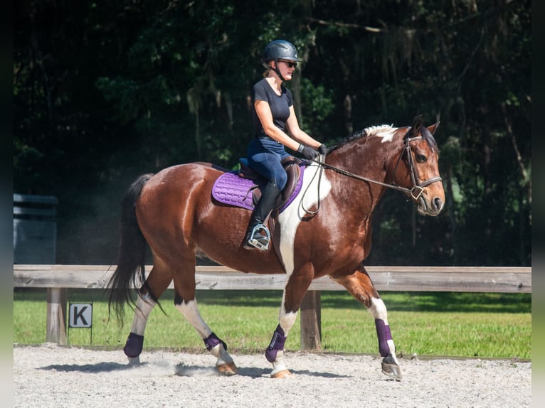 Arbeitspferd Wallach 7 Jahre 152 cm Schecke in Ocala