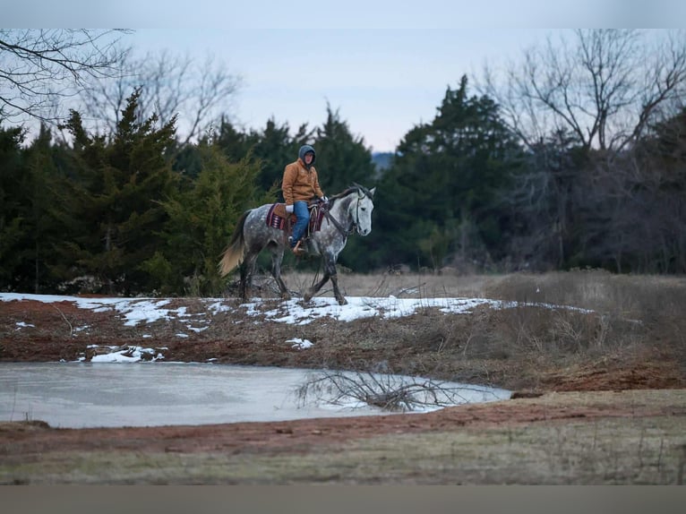Arbeitspferd Mix Wallach 7 Jahre 152 cm Schimmel in Ripley