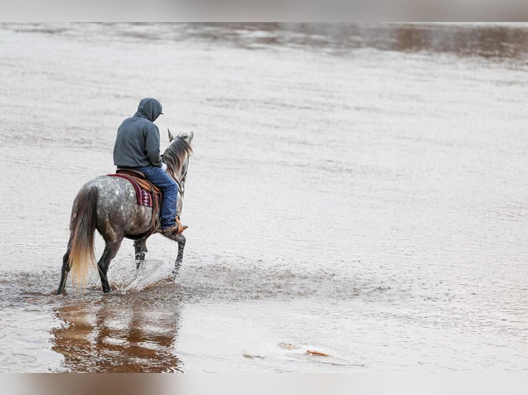 Arbeitspferd Mix Wallach 7 Jahre 152 cm Schimmel in Ripley