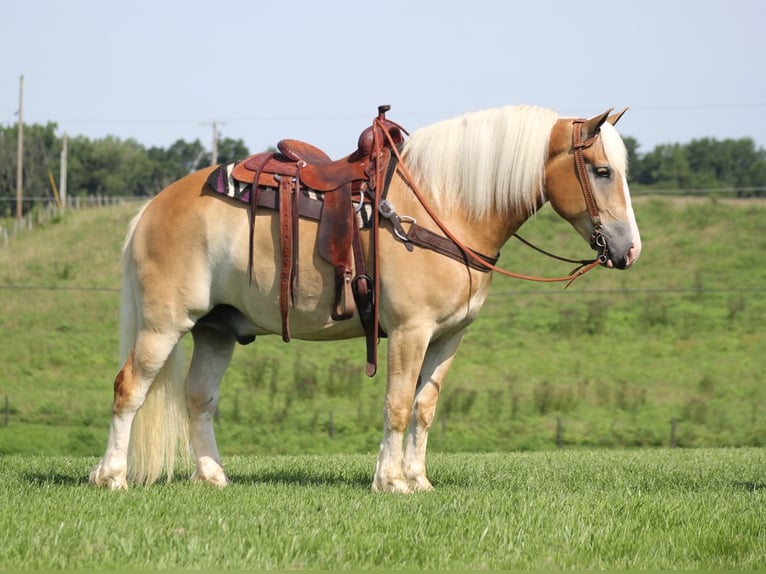 Arbeitspferd Wallach 7 Jahre 155 cm Palomino in Whitley city  Ky