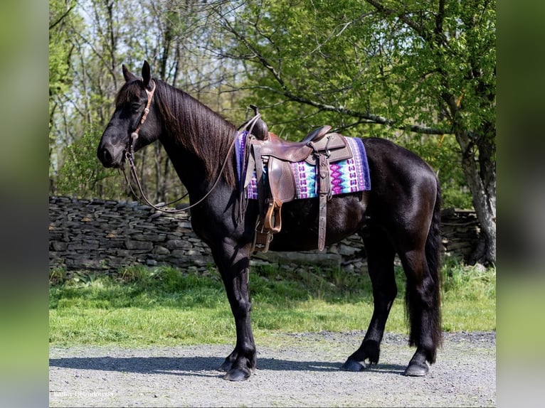 Arbeitspferd Wallach 7 Jahre 155 cm Rappe in Everett PA