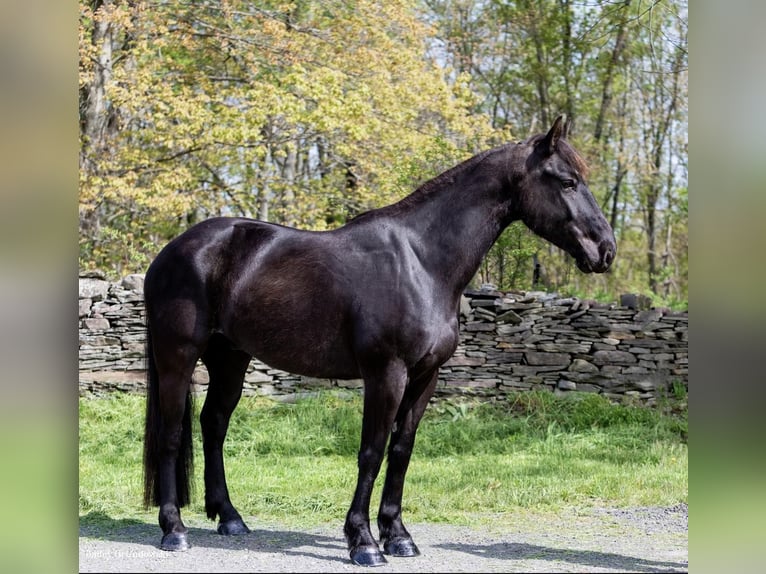 Arbeitspferd Wallach 7 Jahre 155 cm Rappe in Everett PA