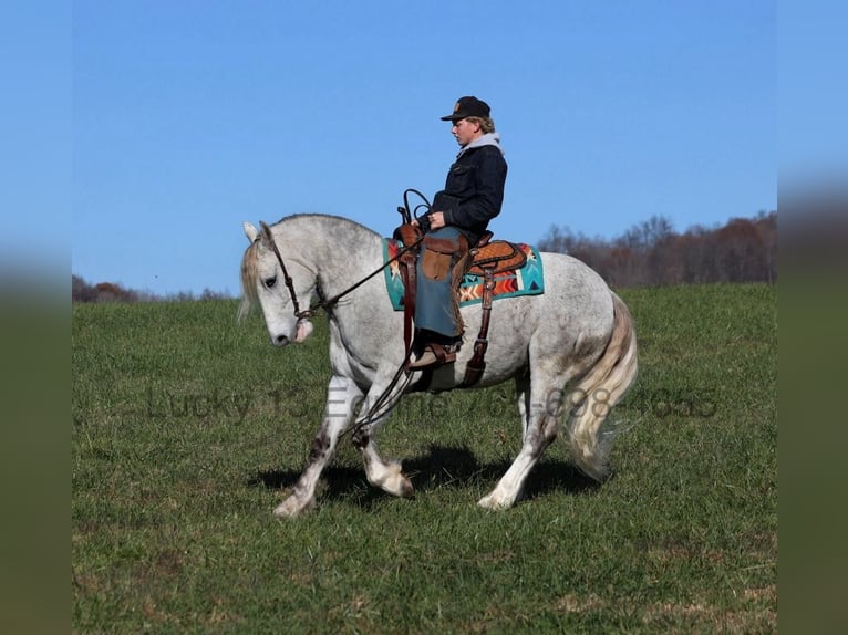 Arbeitspferd Wallach 7 Jahre 157 cm Apfelschimmel in Brodhead, Ky