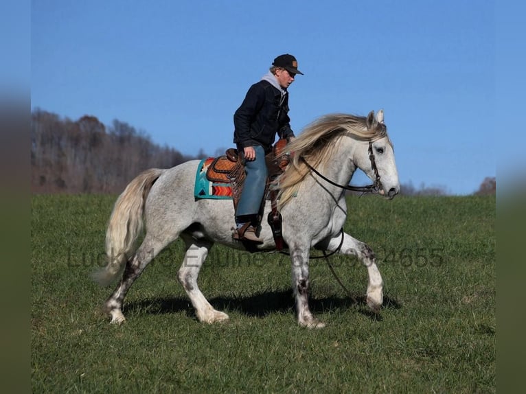 Arbeitspferd Wallach 7 Jahre 157 cm Apfelschimmel in Brodhead, Ky