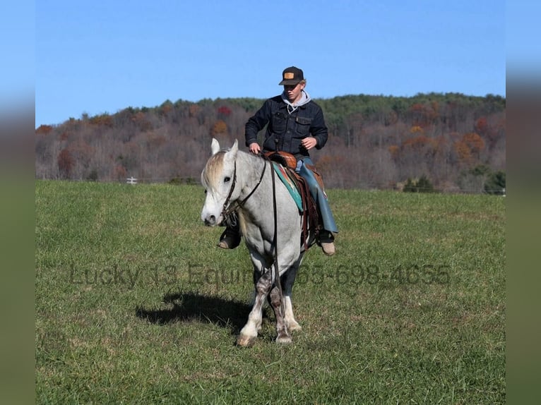 Arbeitspferd Wallach 7 Jahre 157 cm Apfelschimmel in Brodhead, Ky