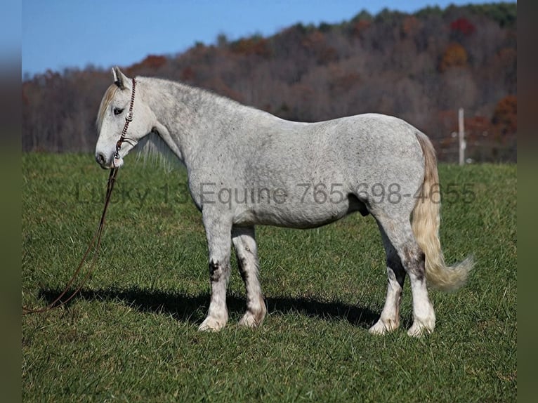 Arbeitspferd Wallach 7 Jahre 157 cm Apfelschimmel in Brodhead, Ky