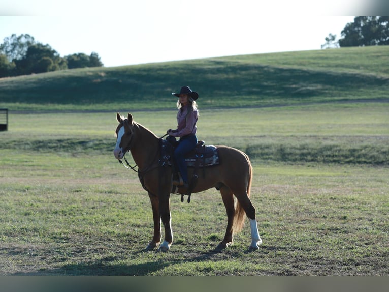 Arbeitspferd Mix Wallach 7 Jahre 157 cm Red Dun in Purdy