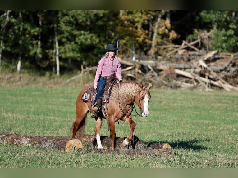 Arbeitspferd Mix Wallach 7 Jahre 157 cm Red Dun in Purdy