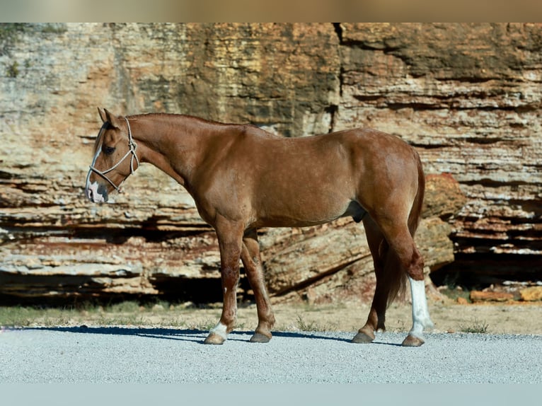 Arbeitspferd Mix Wallach 7 Jahre 157 cm Red Dun in Purdy