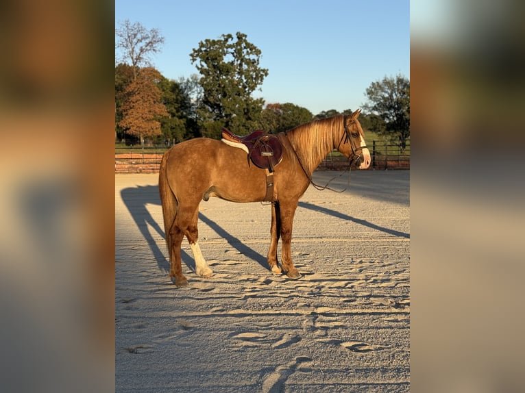 Arbeitspferd Mix Wallach 7 Jahre 157 cm Red Dun in Purdy