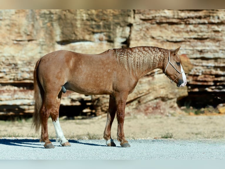 Arbeitspferd Mix Wallach 7 Jahre 157 cm Red Dun in Purdy Arbeitspferd Mix Wallach 7 Jahre 157 cm Red Dun in Purdy