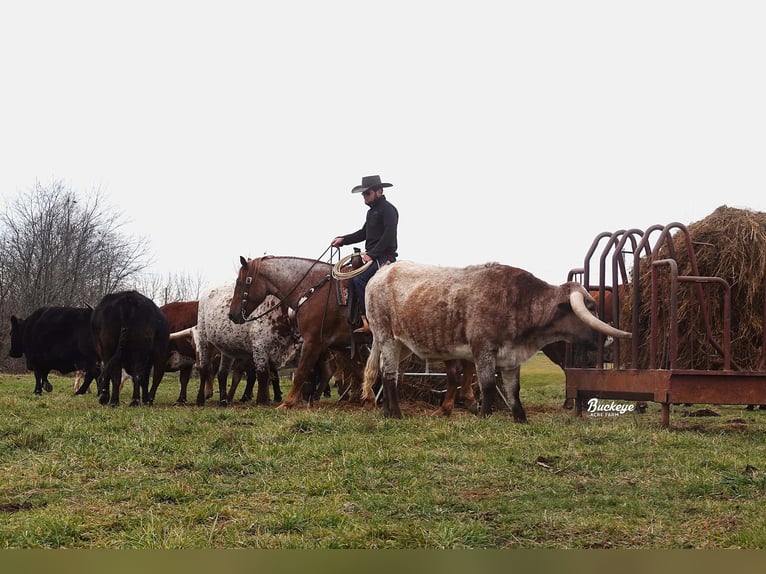 Arbeitspferd Mix Wallach 7 Jahre 157 cm Roan-Red in Millersburg