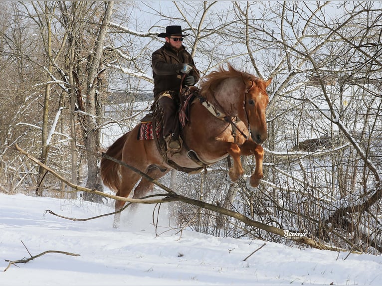 Arbeitspferd Mix Wallach 7 Jahre 157 cm Roan-Red in Millersburg