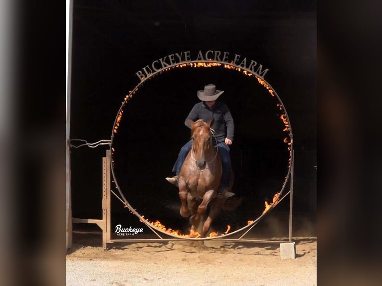 Arbeitspferd Mix Wallach 7 Jahre 157 cm Roan-Red in Millersburg