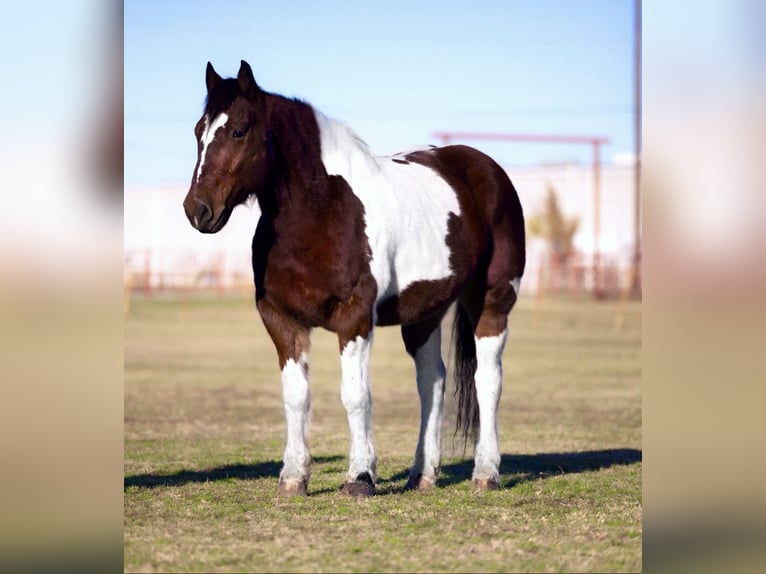 Arbeitspferd Mix Wallach 7 Jahre 157 cm Rotbrauner in Ponder