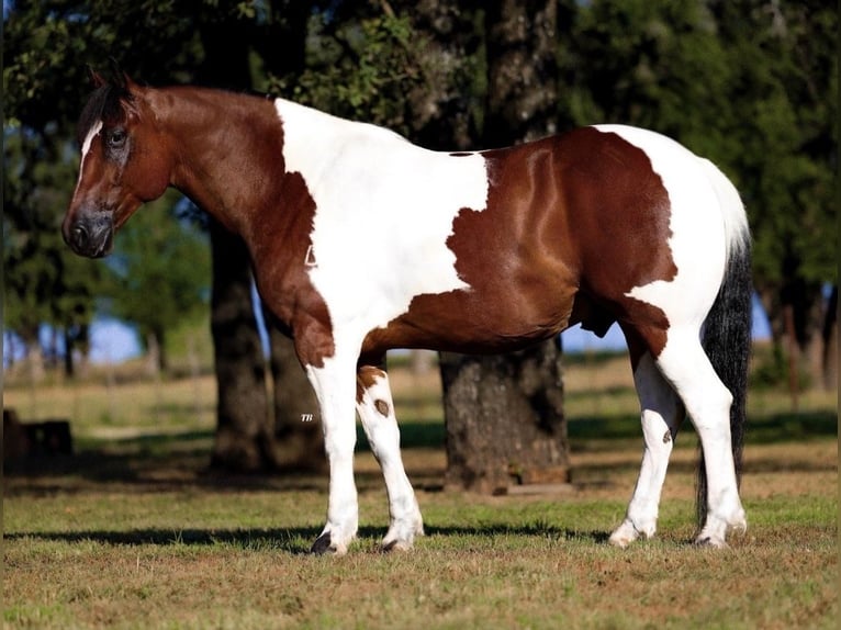 Arbeitspferd Mix Wallach 7 Jahre 157 cm Rotbrauner in Ponder