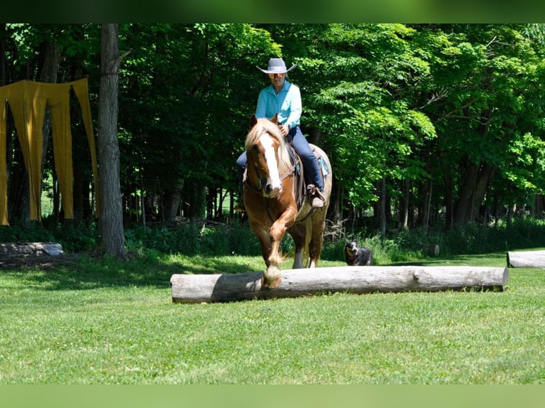 Arbeitspferd Wallach 7 Jahre 157 cm Rotfuchs in Dallas PA