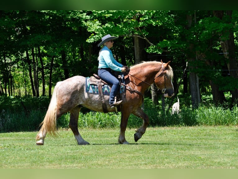 Arbeitspferd Wallach 7 Jahre 157 cm Rotfuchs in Dallas PA