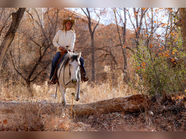 Arbeitspferd Mix Wallach 7 Jahre 157 cm Schimmel in Camp Verde, AZ