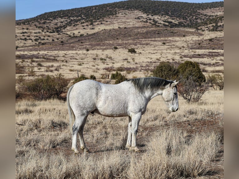 Arbeitspferd Mix Wallach 7 Jahre 157 cm Schimmel in Camp Verde, AZ