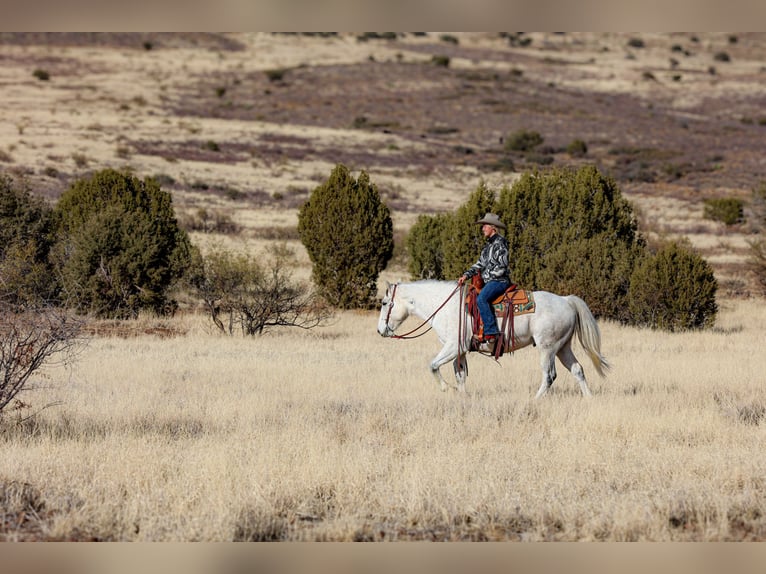 Arbeitspferd Mix Wallach 7 Jahre 157 cm Schimmel in Camp Verde, AZ