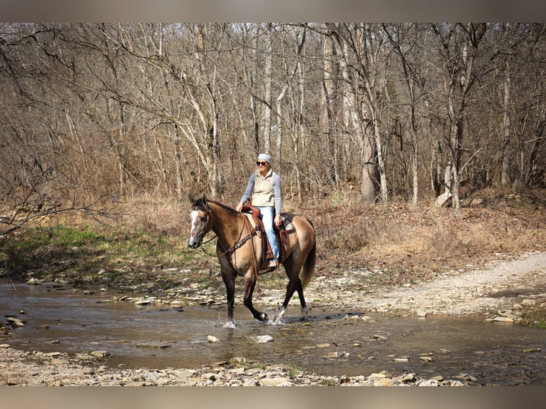 Arbeitspferd Wallach 7 Jahre 160 cm Grullo in Flemmingsburg, KY