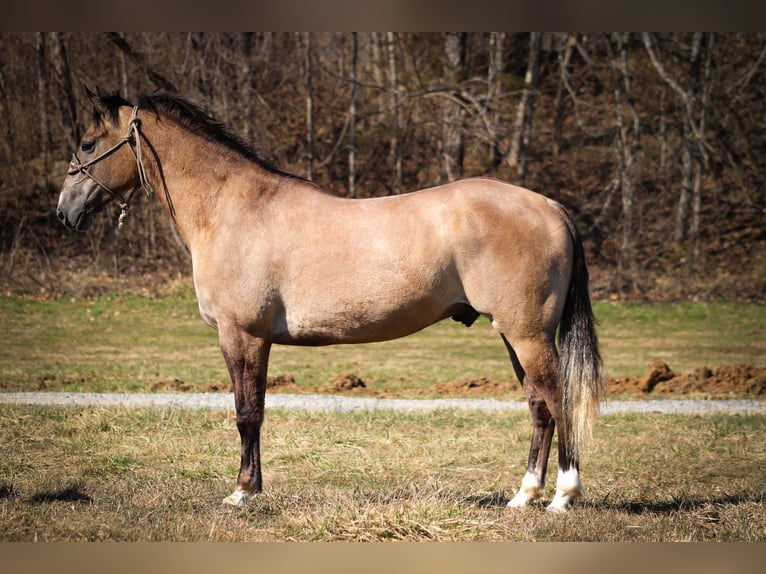 Arbeitspferd Wallach 7 Jahre 160 cm Grullo in Flemmingsburg, KY