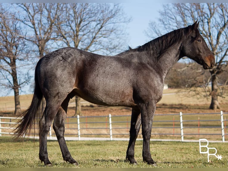 Arbeitspferd Wallach 7 Jahre 160 cm Roan-Bay in Mountain Grove