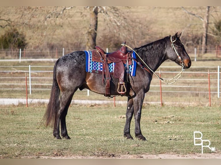 Arbeitspferd Wallach 7 Jahre 160 cm Roan-Bay in Mountain Grove