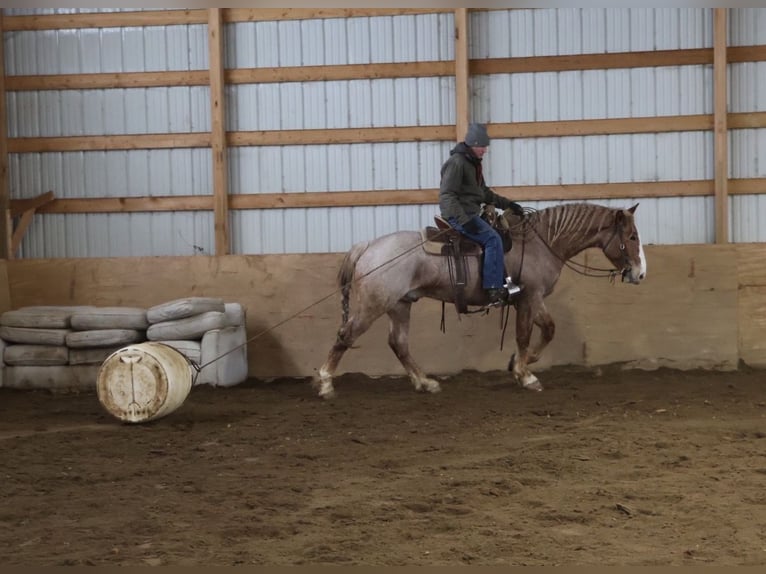 Arbeitspferd Mix Wallach 7 Jahre 160 cm Roan-Red in Howell