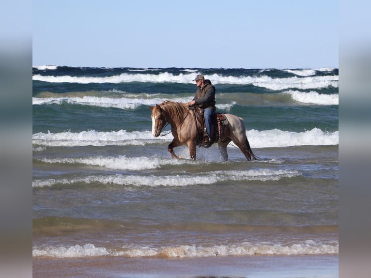 Arbeitspferd Mix Wallach 7 Jahre 160 cm Roan-Red in Howell