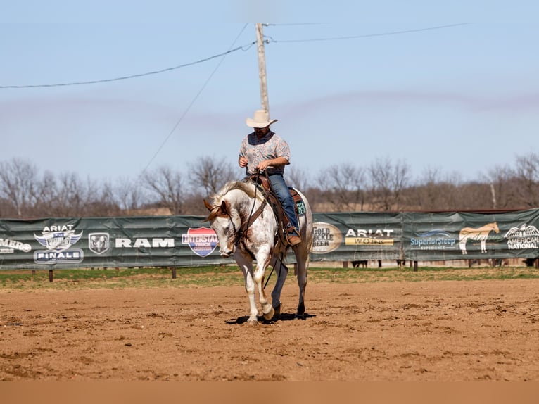 Arbeitspferd Mix Wallach 7 Jahre 160 cm Rotfuchs in Ripley