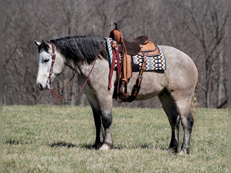 Arbeitspferd Wallach 7 Jahre 160 cm Schimmel in Mount Vernon KY