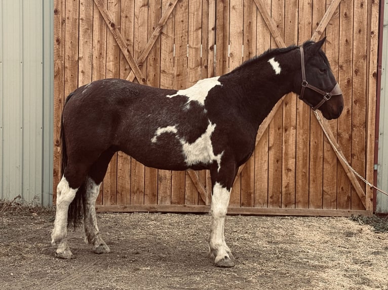 Arbeitspferd Wallach 7 Jahre 160 cm Tobiano-alle-Farben in Fort Collins