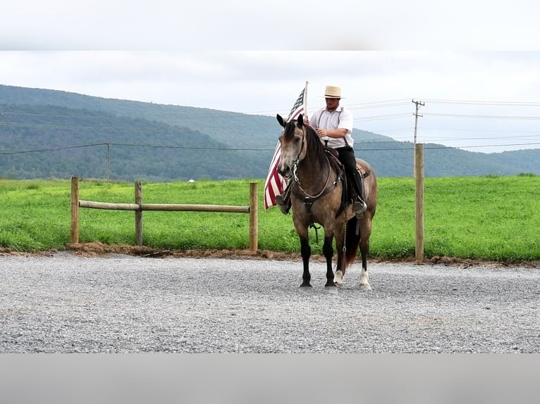 Arbeitspferd Mix Wallach 7 Jahre 163 cm Buckskin in Rebersburg, PA