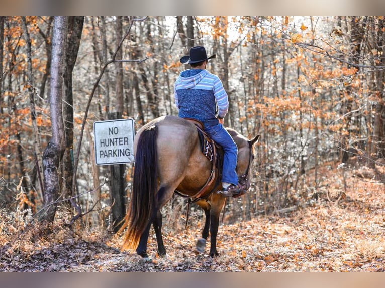 Arbeitspferd Wallach 7 Jahre 163 cm Buckskin in Santa Fe TN