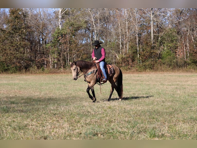 Arbeitspferd Wallach 7 Jahre 163 cm Buckskin in Santa Fe TN