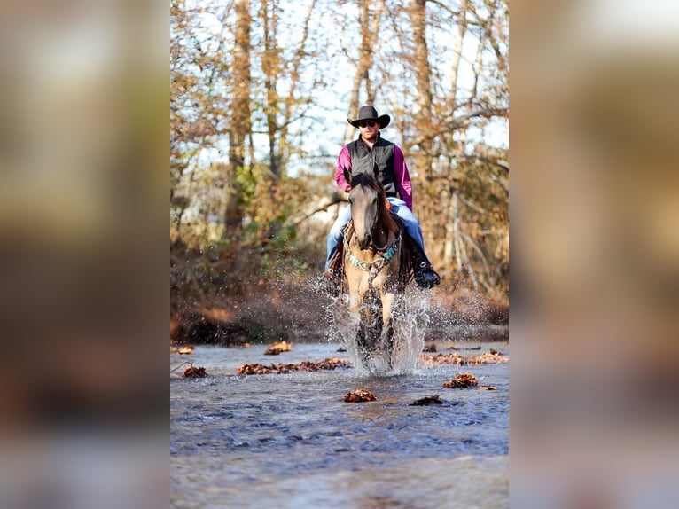 Arbeitspferd Wallach 7 Jahre 163 cm Buckskin in Santa Fe TN