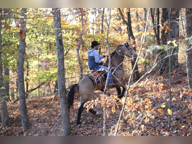 Arbeitspferd Wallach 7 Jahre 163 cm Buckskin in Santa Fe TN