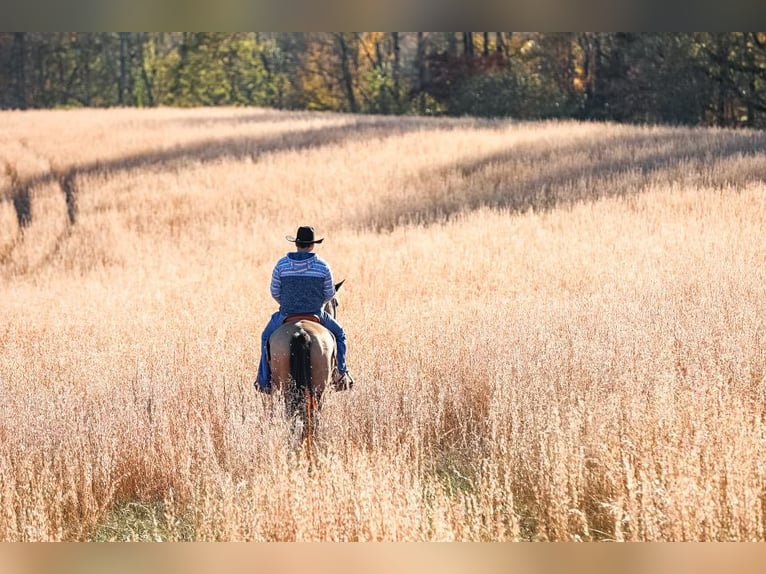 Arbeitspferd Wallach 7 Jahre 163 cm Buckskin in Santa Fe TN